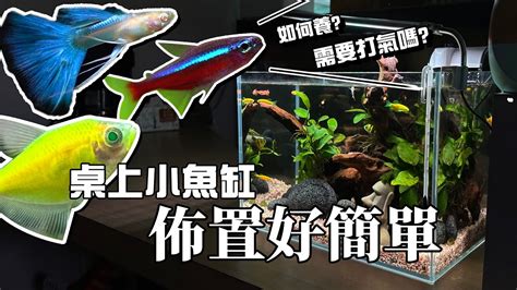 魚死掉要撈起來嗎|養魚新手入門：12個教學讓你養魚一次上手（新手必讀）